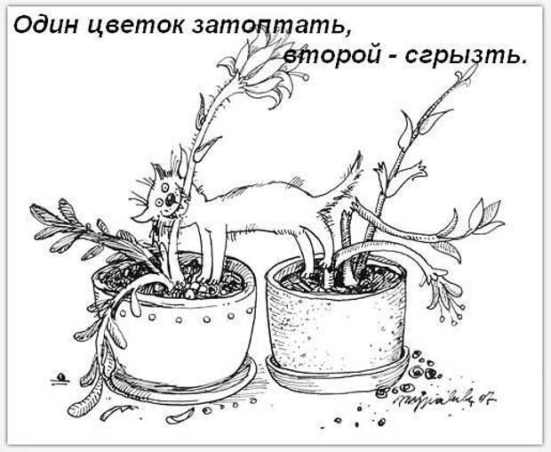 Обязанности кота по дому (9 фото) Обязанности кота по дому (9 фото)