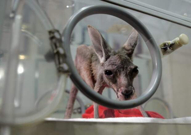 Детеныш кенгуру по имени Тихана выглядывает из специального инкубатора, в котором поддерживается температура +35 градусов Цельсия в мире, врач, добро, животные, помощь, спасение