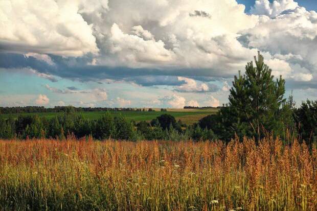 Поле. Фото: pixabay.com