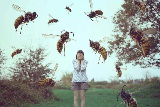 «Без особой причины?»: Почему летом осы ненавидят людей