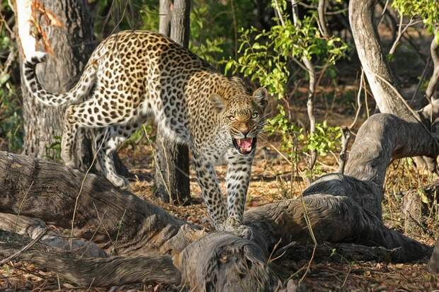 Толстый леопард из Сычуани: раскормленный хищник из китайского зоопарка стал звездой соцсетей