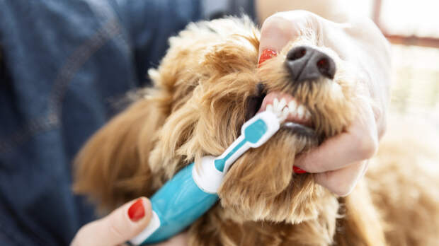 Ветеринар Левченко посоветовала приучать питомца к гигиене пасти