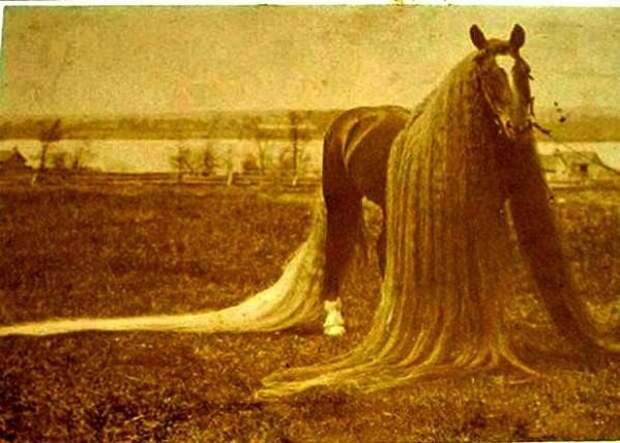 Линус — самая длинногривая и длиннохвостая лошадь в мире