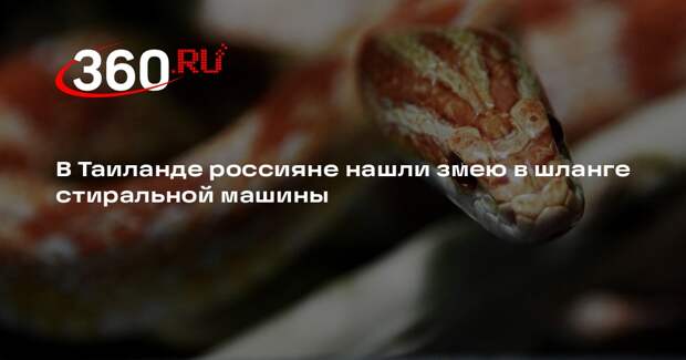 В Таиланде россияне нашли змею в шланге стиральной машины