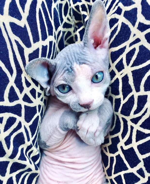 Фото © sphynx_aqua