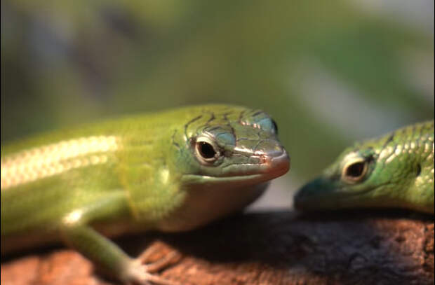 В Московском зоопарке родился детеныш редкого вида ящериц