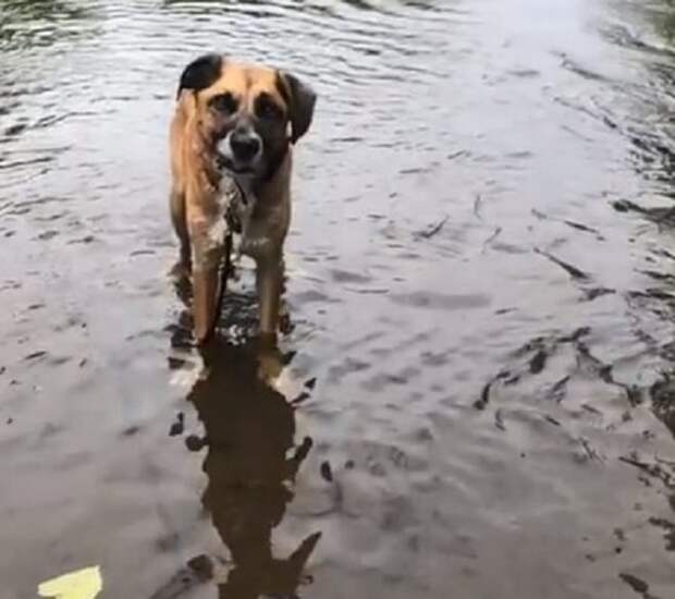 Пес в воде стоит Собака в воде