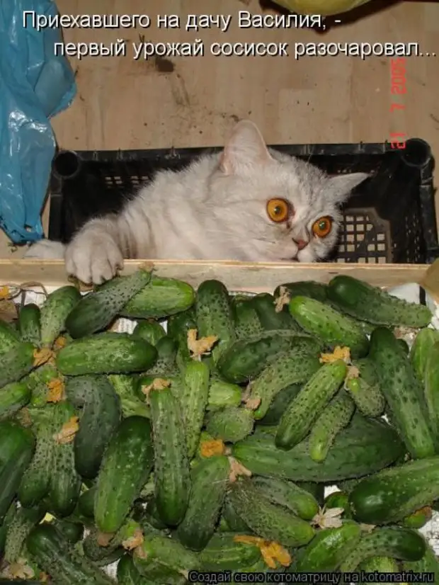 Мысли вслух :) 23 пушистые мыслишки