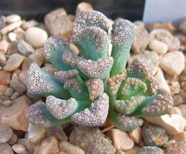 Комнатное растение Титанопсис (Titanopsis)
