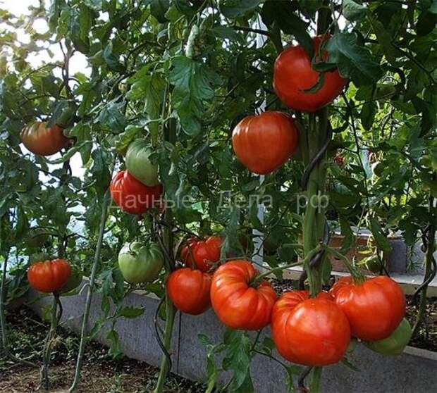 Главная » Сорта Подборка высокорослых томатов гигантов устойчивых к фитофторе