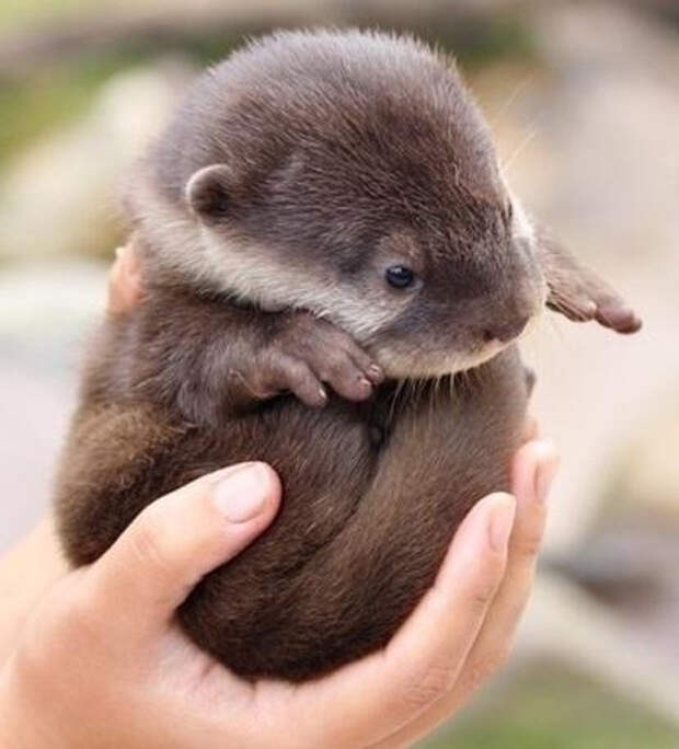 cute-animals-baby-otter-cub-hand-pics