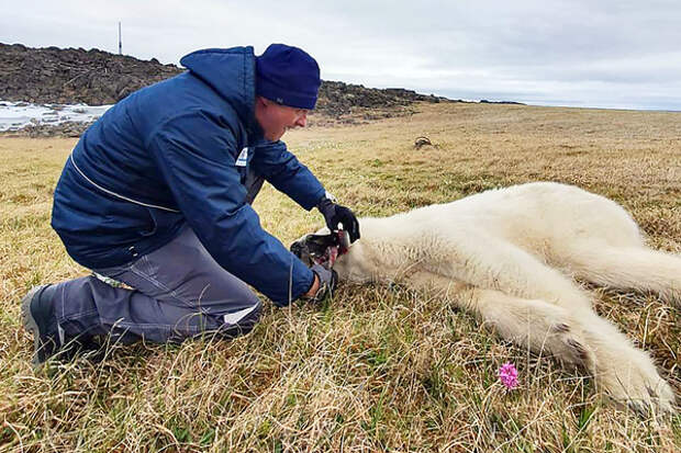 Московские специалисты на Таймыре спасли от голодной смерти доверившуюся людям молодую белую медведицу