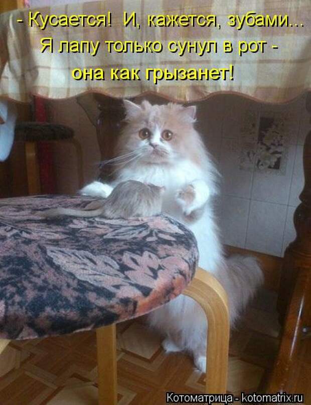 Котоматрицы