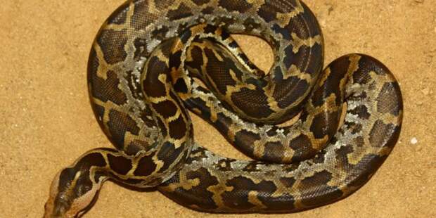 Нашествие двухметровых змей на курортах Шри-Ланки: туристы делят пляжи с рептилиями