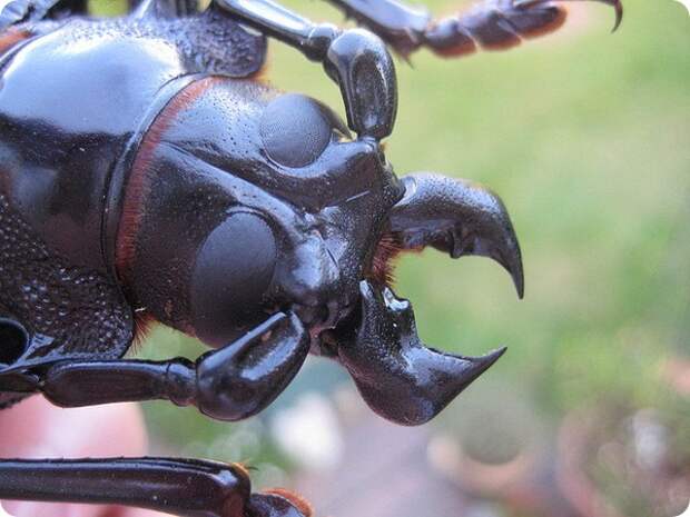 Жук Дровосек-титан (лат. Titanus giganteus)