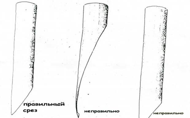 срез стебля