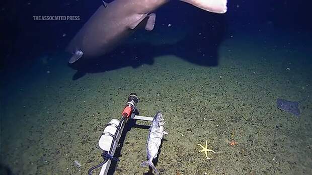 Огромная акула попала на видео в Антарктиде – раньше там этих хищников не замечали.