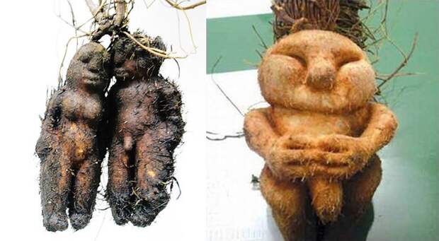 creepyplants58 Самые жуткие растения