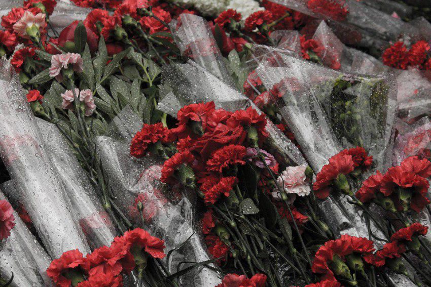 Гвоздики. Фото: pixabay.com