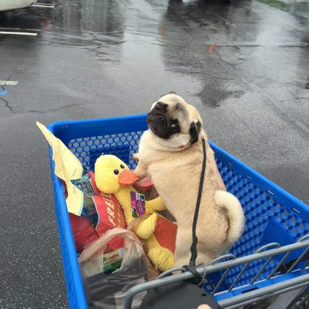 cart6