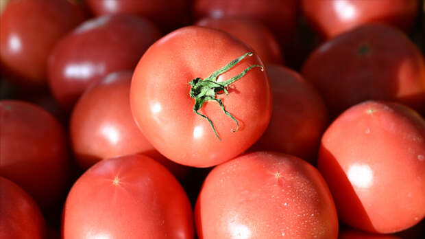 Спасают от цирроза и жировой болезни: раскрыты полезные свойства томатов