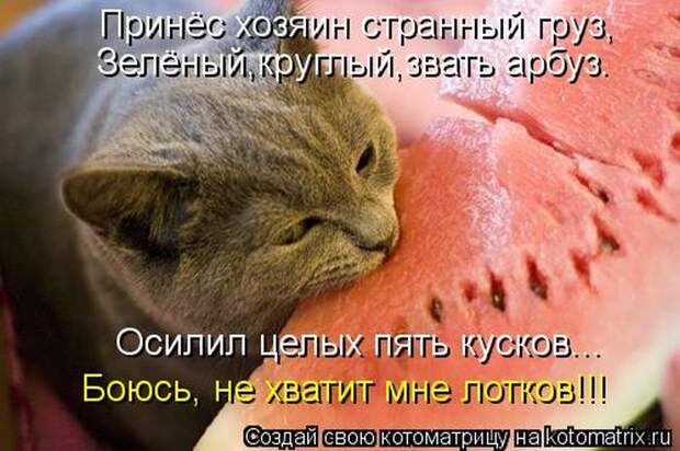 Мысли вслух :) 23 пушистые мыслишки