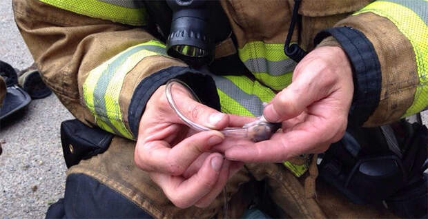 Американские пожарные спасли семью хомяков
