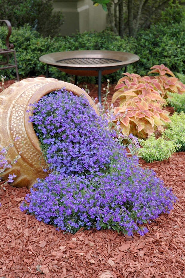 Waterfall blue lobelia - No other blue flower can match the intensity of Waterfall Blue lobelia, a perfect floral imitation of water flowing from the pot. Riverdene Gold Mexican Heather gives a lime green color around the container, and Rustic Orange cole