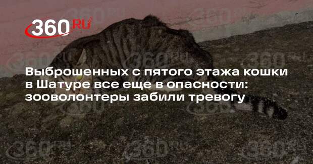 В Шатуре зооволонтеры просят спасти выброшенных с пятого этажа кошек