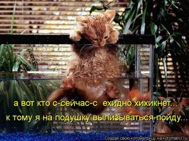 Котоматрицы(картинки с надписями)
