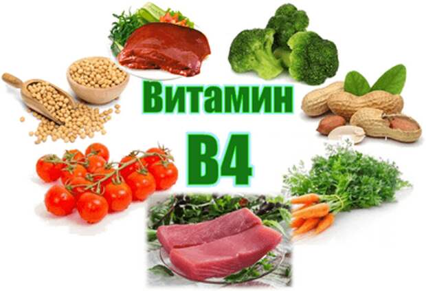 Витамин 4 в каких продуктах. Витамин b4 Холин. Холин в4. Витамин в4 в каких продуктах. Продукты содержащие витамин б4.