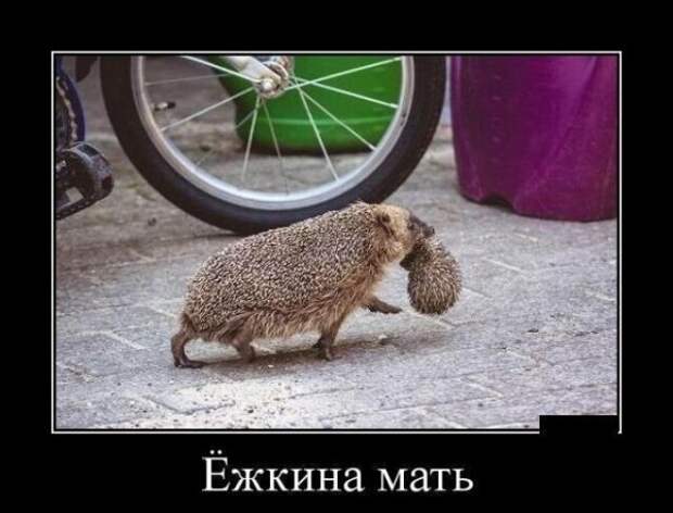 Демотиваторы
