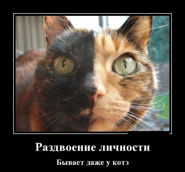 Демотиваторы (30 фото) Демотиваторы (30 фото)