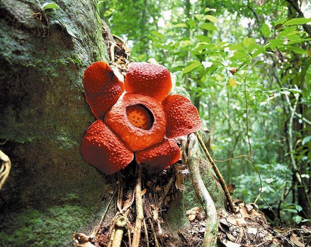 creepyplants46 Самые жуткие растения