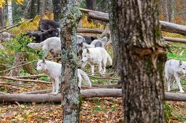 Волки-людоеды пришли мстить за собрата и за несколько часов напали на пять человек
