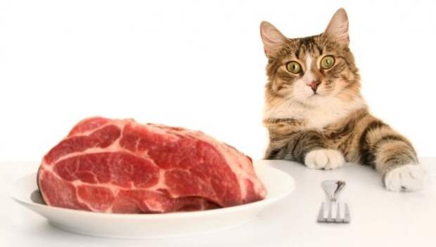http://animal.ru/i/upload/136016319190.jpg