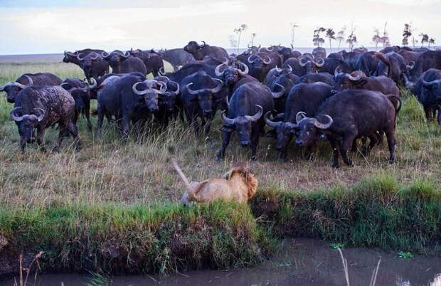 Стадо буйволов собирается навалять льву за убийство своего сородича
