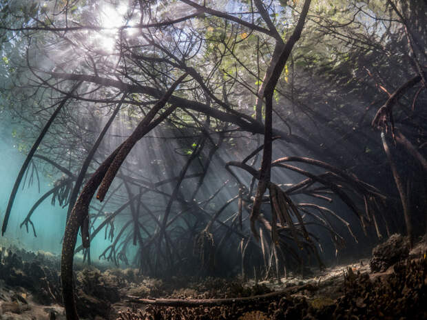 Свет и формы мангрового леса под водой