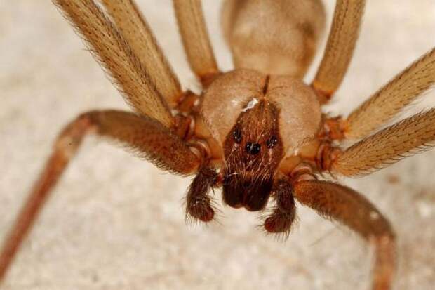 Описание, фото, образ жизни паука-отшельника