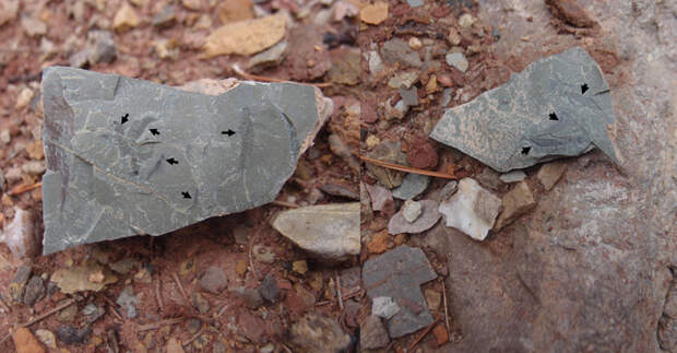 Рис. 3. Массовые захоронения личинок триасовых поденок, найденные близ городка Эстелленкс на Майорке