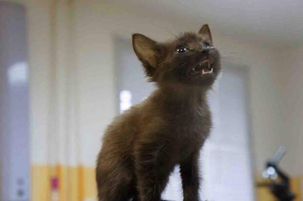Крохотный котенок чудом пережил удар о дно мусорного бака истории спасения, история спасения, котенок, черный котенок
