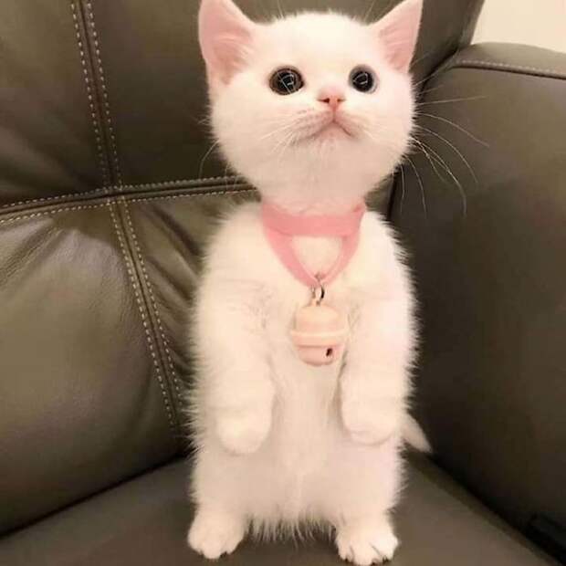 11 милых фото котов, которые решили стать пингвинами