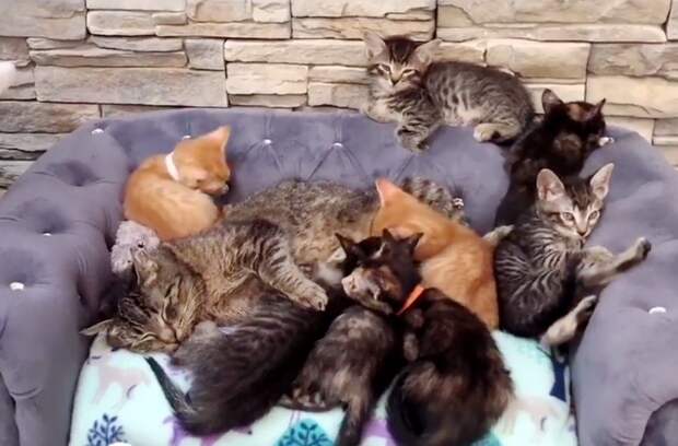 Без кота и жизнь не та