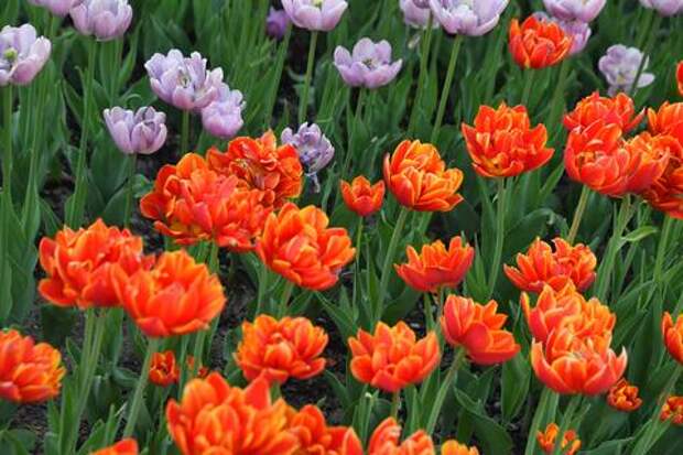 Дикие ирисы, тюльпаны Шренка и пионы: на Кубани расцвели краснокнижные первоцветы