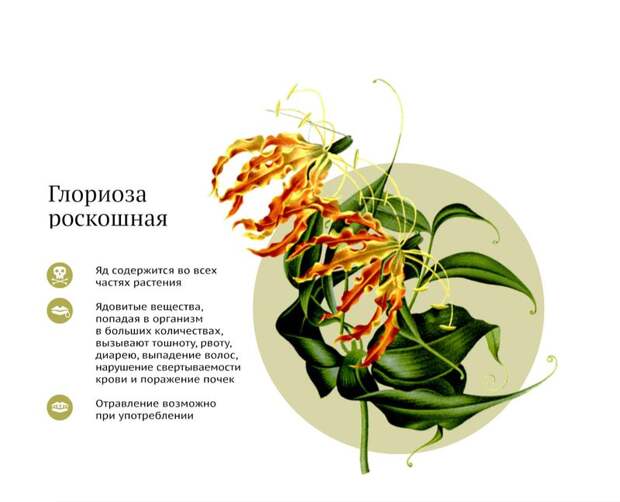 Самые ядовитые комнатные растения