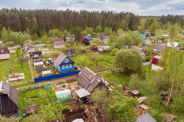 Садовод Воронова: свеклу и петрушку можно посеять в огороде на зиму