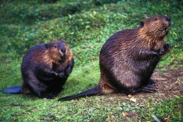 Зоолог Нарбут: люди стали чаще лезть к бобрам из-за мема "бобр, курва!"