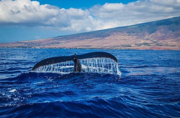 Американские ученые сумели «разговорить» кита