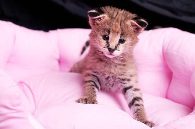 Домашний Сервал (domestic Serval)
