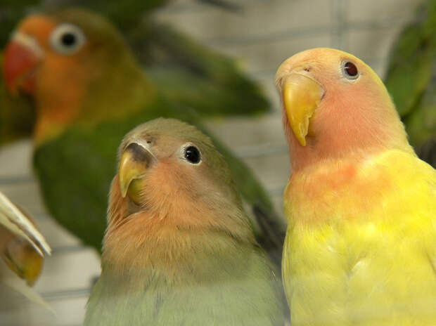 В Оренбурге под домашний арест отправили мужчину, пытавшегося провезти 100 попугаев